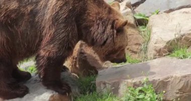 Avrasya kahverengi ayısı, yakın plan, büyük kafa ve pençeler.