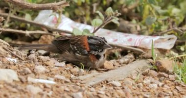 Küçük kuş yerde oturuyor, tüyleri ayarlıyor.