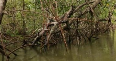 Mangrove trees and shrubs growing in pacific coastal wet regions of Colombia, Pacific Ocean coast manglares