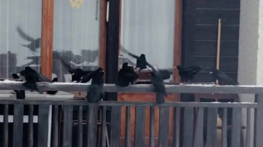 Karlı kış balkonuna akın eden kargalar yiyecek buldular.