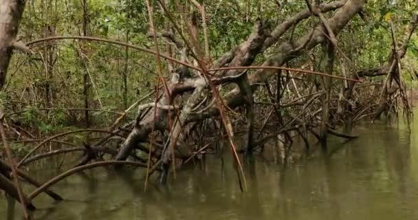 Mangrove Δέντρα Και Θάμνοι Που Αναπτύσσονται Ειρηνικές Παράκτιες Υγρές Περιοχές — Αρχείο Βίντεο
