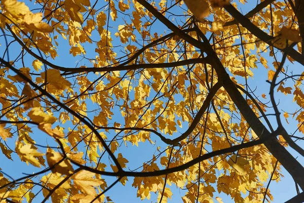 Renkli sonbahar yapraklı orman