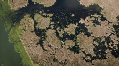 Tisza Gölü 'nün su manzarası doğa rezerv hava görüntüsü insansız hava aracı