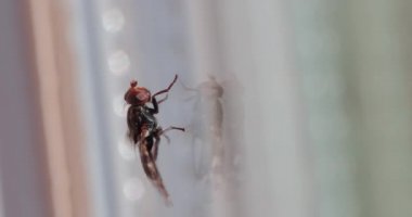 Fly in a house interior on a sunny window frame housefly