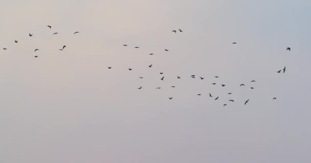 Зграя Гусей Літає Натовпі Рано Вранці Сутінки Небо Над Озером — стокове відео