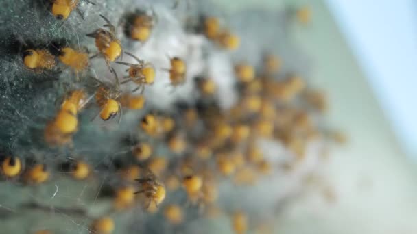 Cluster Van Babyspinnen Europese Tuinspin Araneus Diadematus Kruisspin Jongen Fps — Stockvideo