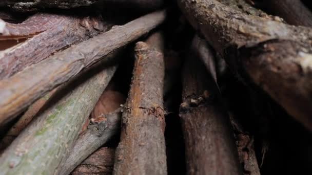 Træ Grene Indsamlet Til Gøre Ild Makro Proble Linse Bevæger – Stock-video