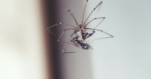 Spider Close Wikkelt Zijn Prooi Met Draad Stingbug Gevangen Spinnenweb — Stockvideo