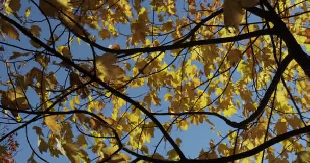 Strom Barevnými Podzimními Listy Jemně Pohybující Větru — Stock video