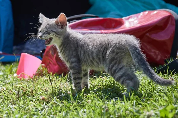 Gatinho Gato Jovem Quintal Grama — Fotografia de Stock