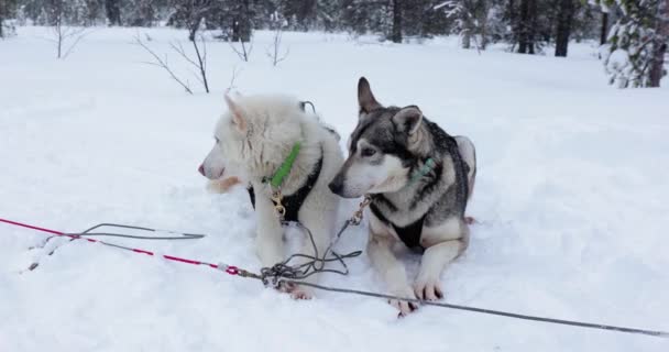 Chiens Traîneau Chiens Reposant Après Avoir Tiré Traîneau Dans Neige — Video