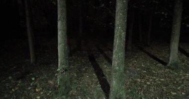 Soğuk ve karanlık gecede ağaçların arasında gizlenmek amaçsızca yürümek, ürkütücü sonbahar parkı serinliği.