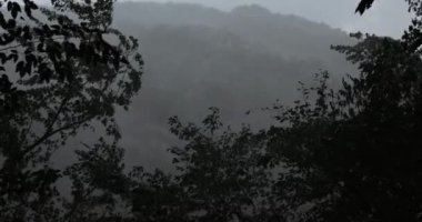 Dağlarda fırtına ve sağanak yağmur, ağaçlar ağır çekimde hareket ediyor