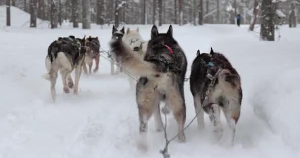 Giro Slitta Cani Attraverso Pinete Innevate Della Finlandia Settentrionale Vista — Video Stock