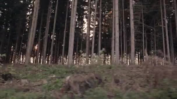 Yavaş Çekimde Araba Yolculuğu Orman Manzarası Çam Ağaçları Güneş Işığı — Stok video