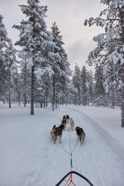 Kuzey Finlandiya 'nın karlı çam ormanlarında köpek kızağı gezintisi, birinci şahıs bakış açısı