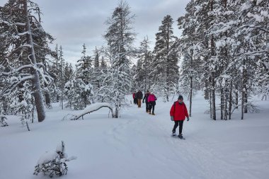Saariselka, Finlandiya - 2022 civarı: Finlandiya 'nın kuzey kutup dairesinin ötesinde, Finlandiya' da kar ayakkabılarıyla grup yürüyüşü. Kar ayakkabısı macerası
