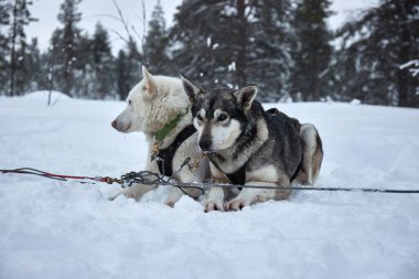 Köpek kızağı köpekleri karda kızağı çektikten sonra dinleniyor.