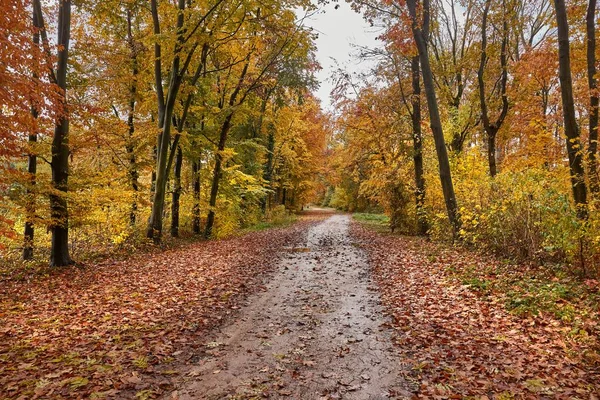 Forest Trail Fall Colorful Autumn Leaves — Stock Photo, Image