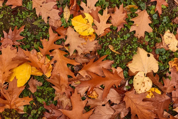 Hojas Caídas Otoño Suelo — Foto de Stock