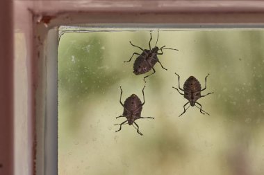 Stink bugs on a window glass surface in sunlight clipart