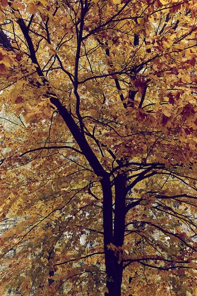 Herbstbaum Bunte Blätter Herbstfarben — Stockfoto