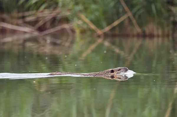 Biber Schwimmt Über Einen Fluss — Stockfoto