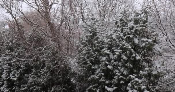 Fallande Snö Med Träd Bakgrunden Vinterskog — Stockvideo