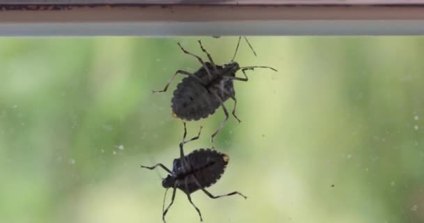 Stinkende Wantsen Een Glasoppervlak Dat Herfst Rondkruipt — Stockvideo