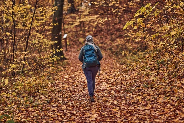 Autumn Forest Trail Woman Walking Colorful Trees — Stock Photo, Image