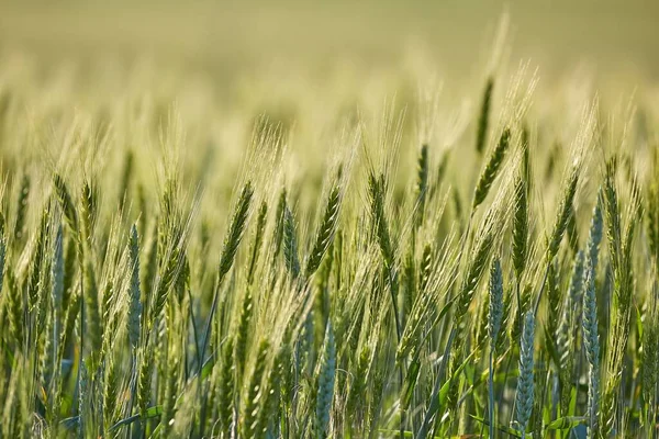 农田上的小麦植物 — 图库照片
