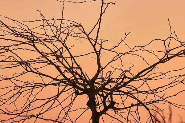 Bare Drzewa Gałęzie Przed Zmierzchem Wieczorem Niebo — Zdjęcie stockowe