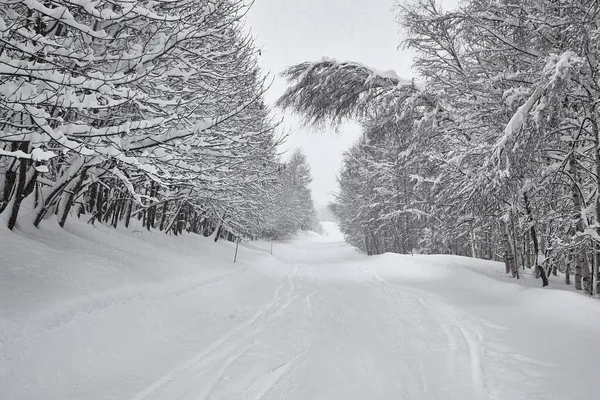 Schneebedeckte Bäume Auf Einer Winterlichen Bergstraße Die Winter Als Skipiste — Stockfoto