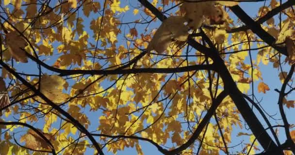 Árvore Com Folhas Outono Coloridas Movendo Suavemente Brisa — Vídeo de Stock