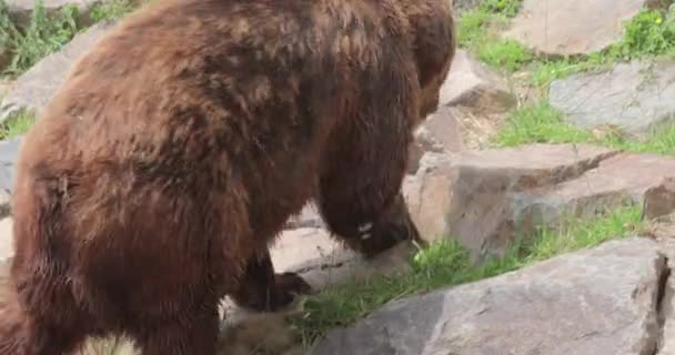 Brunbjörn Zoo Stort Huvud Och Tassar — Stockvideo