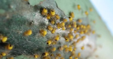 Yavru örümcekler kümesi, Avrupa Bahçesi Örümcek Araneus Diadematus, koloniyi dürttükten sonra koşuşturuyor.