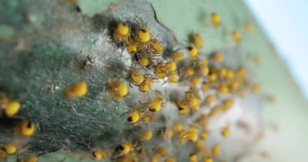 Cluster Van Babyspinnen European Garden Spider Araneus Diadematus Die Rondloopt — Stockvideo