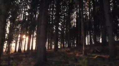 Yavaş çekimde araba yolculuğu orman manzarası, çam ağaçları, güneş ışığı...