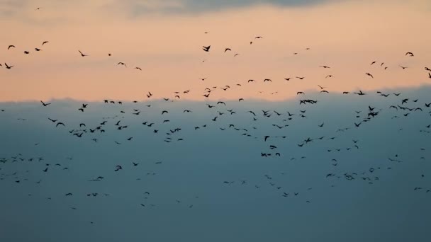 Hejno hus letí v davu, brzy ráno soumrak obloha nad jezerem v Tata, zpomalený pohyb z 60 fps