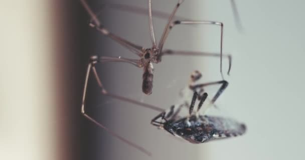 Spider Close Wikkelt Zijn Prooi Met Draad Stingbug Gevangen Spinnenweb — Stockvideo