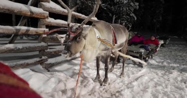 Saariselka Finland Circa 2022 Rendierslee Door Besneeuwde Dennenbossen Van Noord — Stockvideo