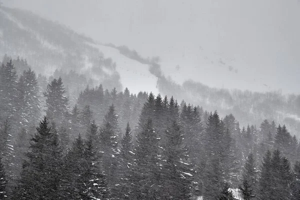 冬季大雪中的森林被风刮得很大 — 图库照片