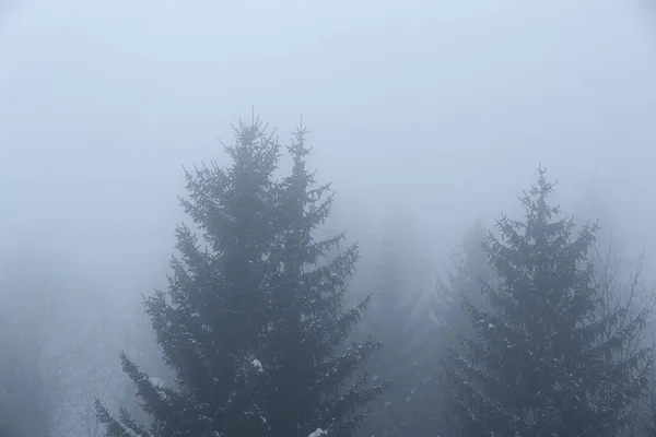 Árvores Tempo Nebuloso Sombrio Nas Montanhas Desaparecendo Névoa — Fotografia de Stock