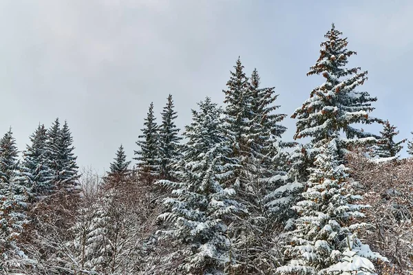 Los Pinos Nevados Paisaje Invernal Nieve Que Cae —  Fotos de Stock