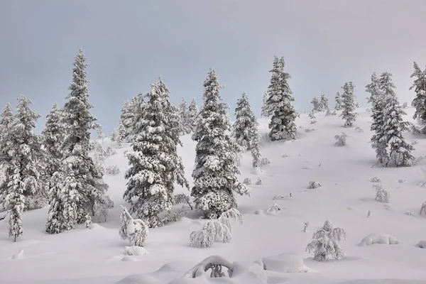 Snowy Dennenbomen Een Winterlandschap Besneeuwde Trail Fins Lapland — Stockfoto