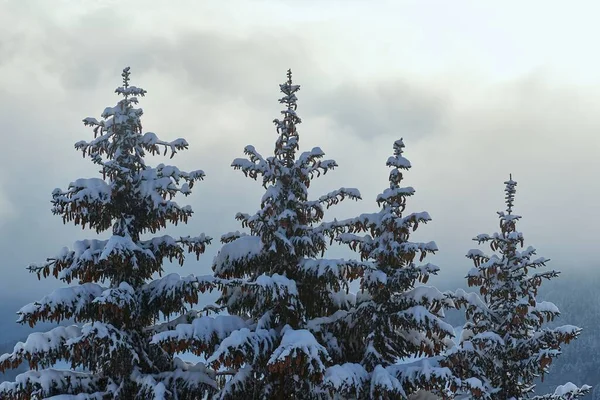 Snöiga Tallar Ett Vinterlandskap Dimmiga Moln — Stockfoto