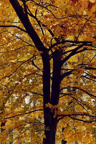 Herbstbaum Bunte Blätter Herbstfarben — Stockfoto