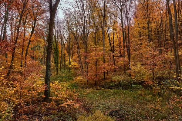 Bos Met Kleurrijke Herfstbladeren Hoge Bomen — Stockfoto