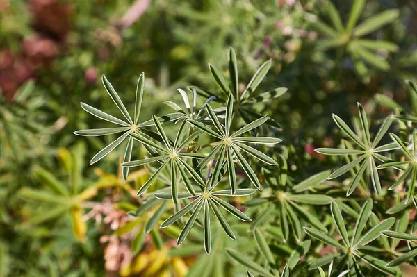 植物の小さな葉は牧草地で閉じられます — ストック写真