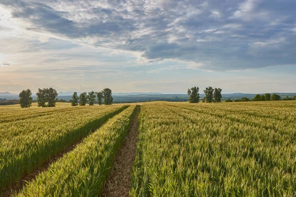 Chemin Campagne Travers Des Champs Verdoyants Avec Arbres — Photo